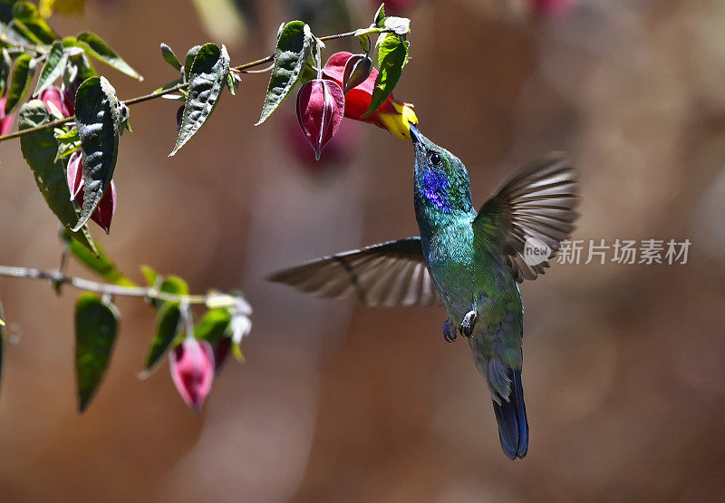 飞行中从花中提取花蜜的小堇菜蜂鸟