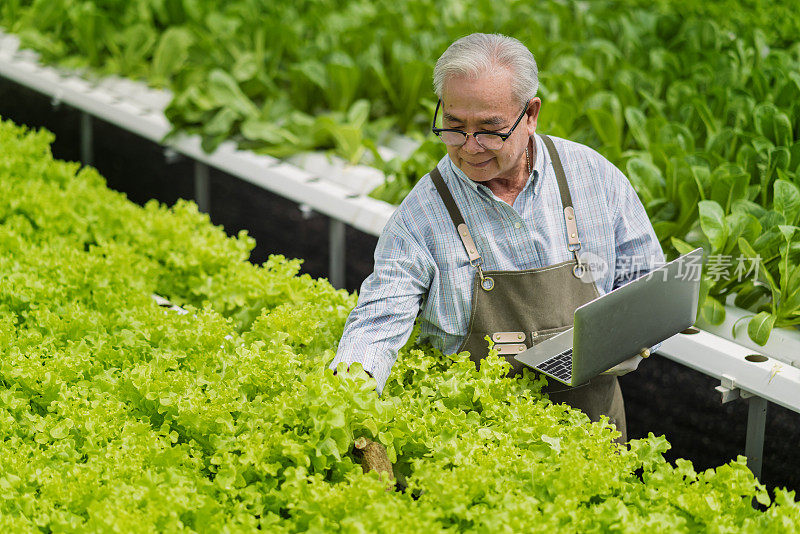 老亚洲农民用智能技术设备集中精力在大棚中检查水栽无土蔬菜架场，老企业主兴高采烈地收获绿色新鲜蔬菜