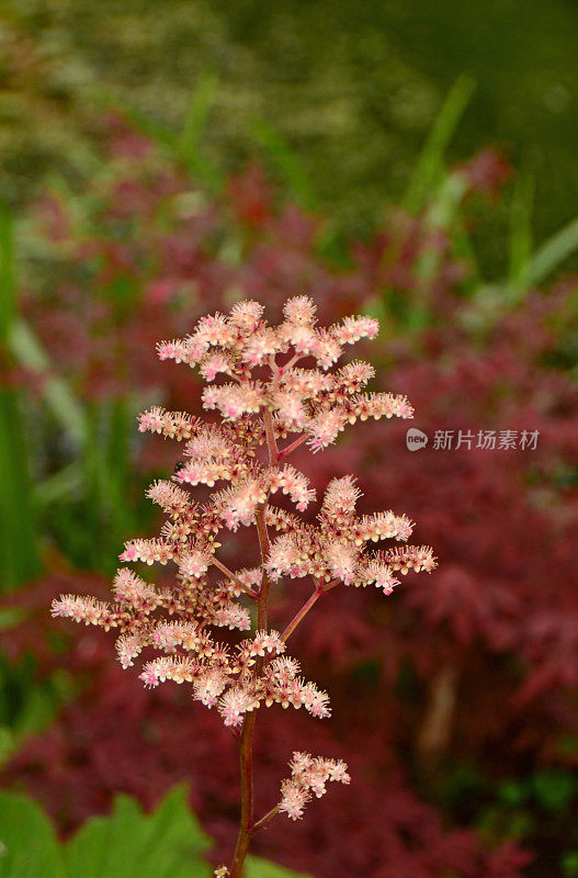 野外开花植物特写