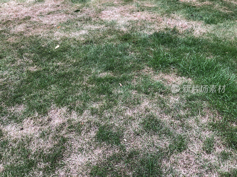 夏天，干旱影响了一座花园的草坪