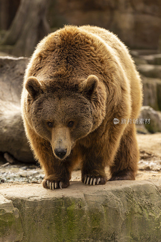 动物园岩石上的棕熊人工饲养的野生动物保护概念