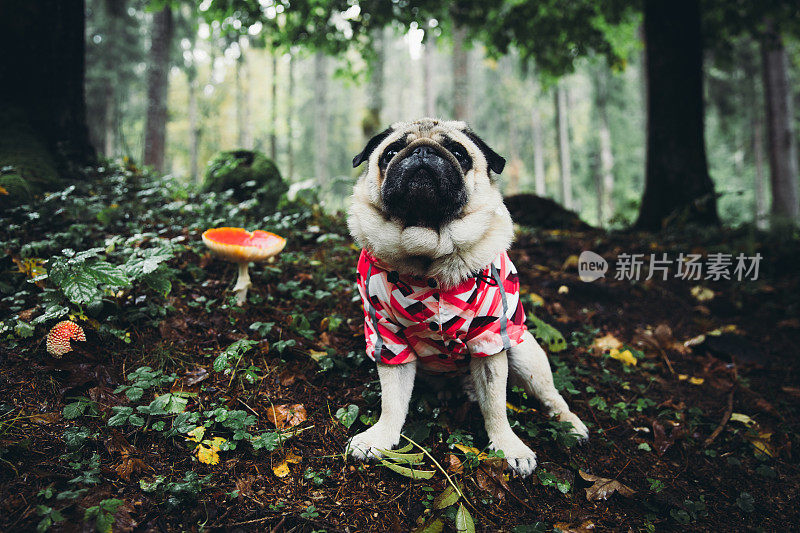 可爱的狗狗穿着粉色雨衣，在红色蘑菇附近的松林里放松