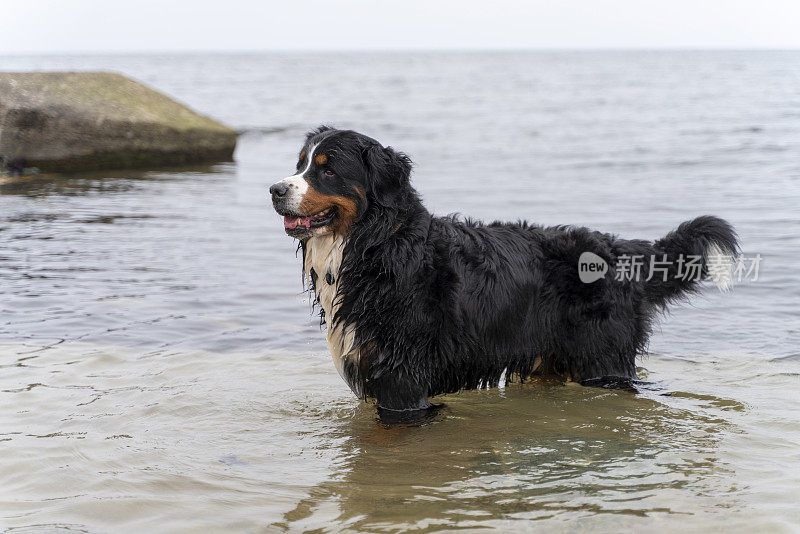 伯尔尼山犬站在波罗的海的水里，向前看。