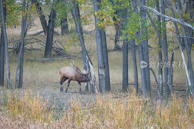 在蒙大拿州北部，占优势的公麋鹿在日落时跟踪母牛并标记领地
