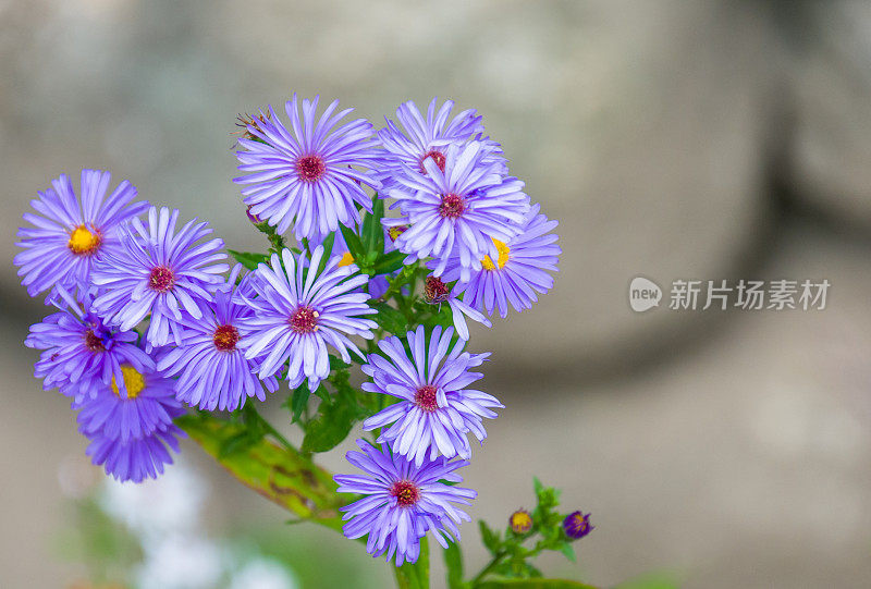 秋季紫菀近距离特写