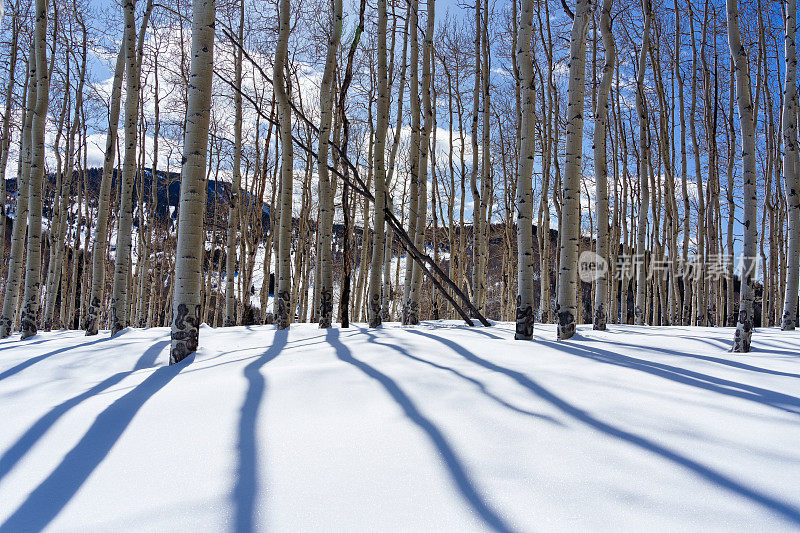 冬季景观白杨树在雪山草地