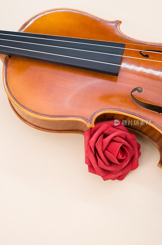 垂直镜头的枫木小提琴与红玫瑰旁边的中心回合