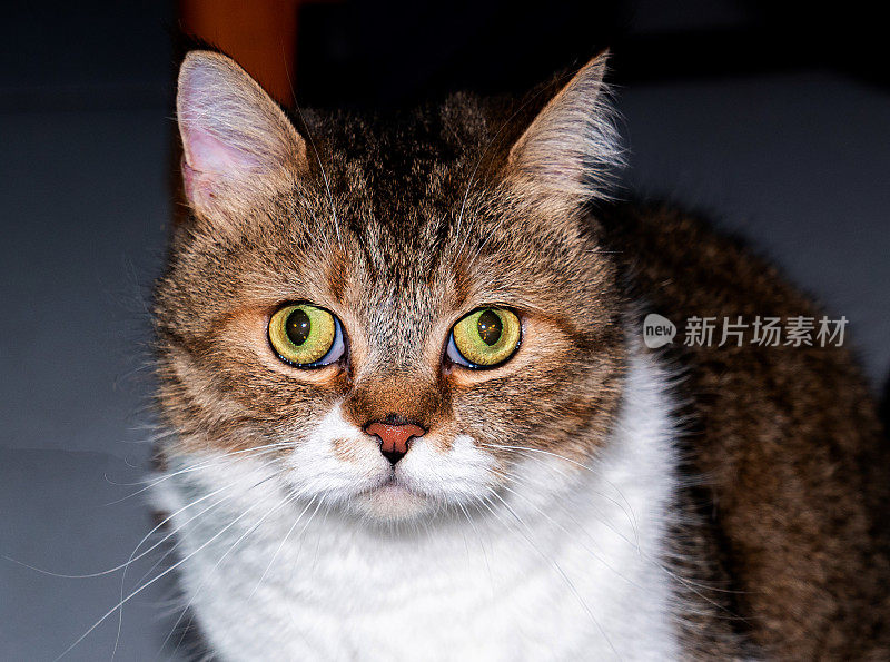 特写的猫与绿色的眼睛