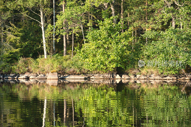 瑞典斯莫兰的湖边，石头和针叶树。斯堪的纳维亚的野生自然