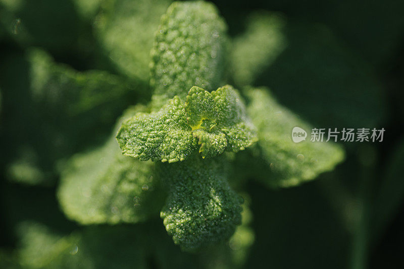 薄荷植物的特写(薄荷)