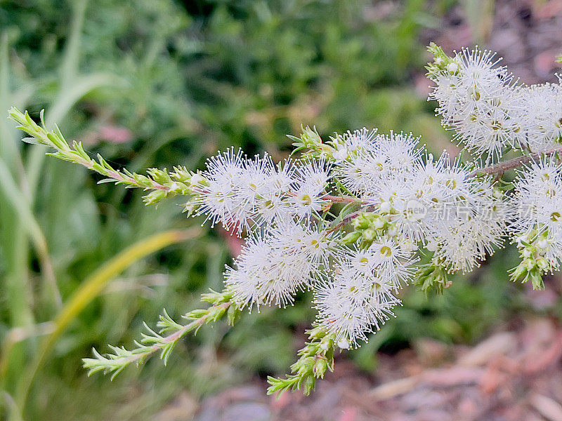 白花澳大利亚本土茶树