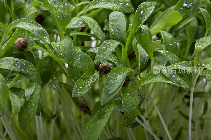 微型蔬菜――香菜