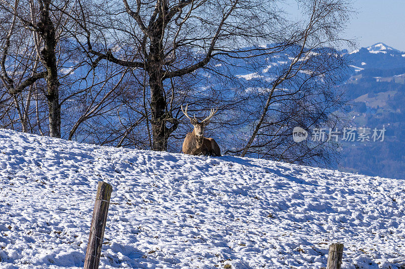 野味保护区里的鹿在雪地里看着镜头