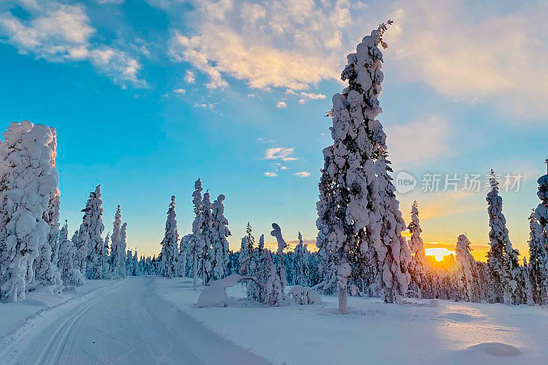 冬天的风景，拉普兰的日出。厚厚的积雪和白雪覆盖的树木。