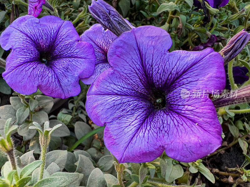 紫色牵牛花的特写，花瓣上有静脉