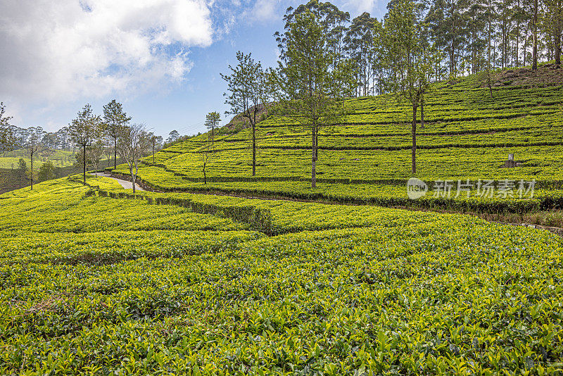 道路穿过陡峭的山坡上的茶田