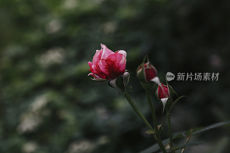 玫瑰花蕾