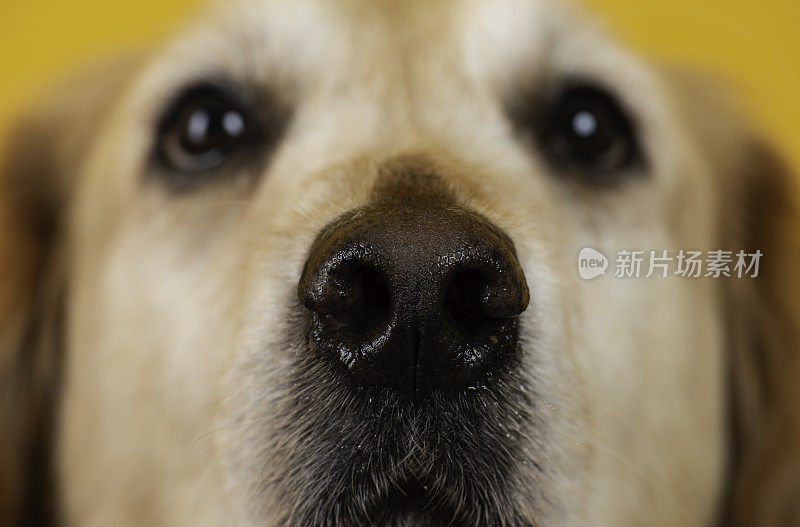 金毛猎犬的鼻子