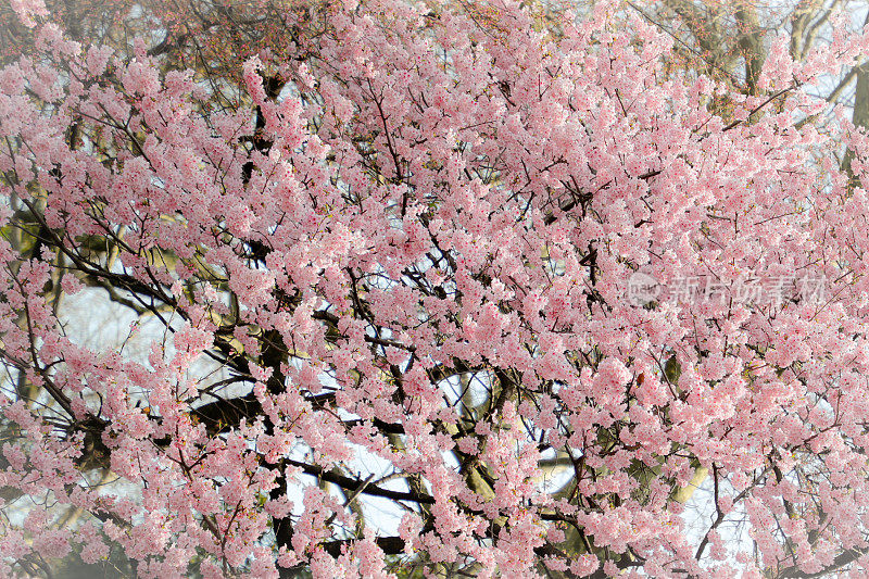 春天樱花的特写图像