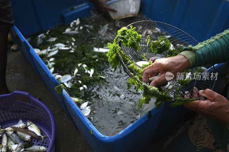 用海苔产卵的鱼