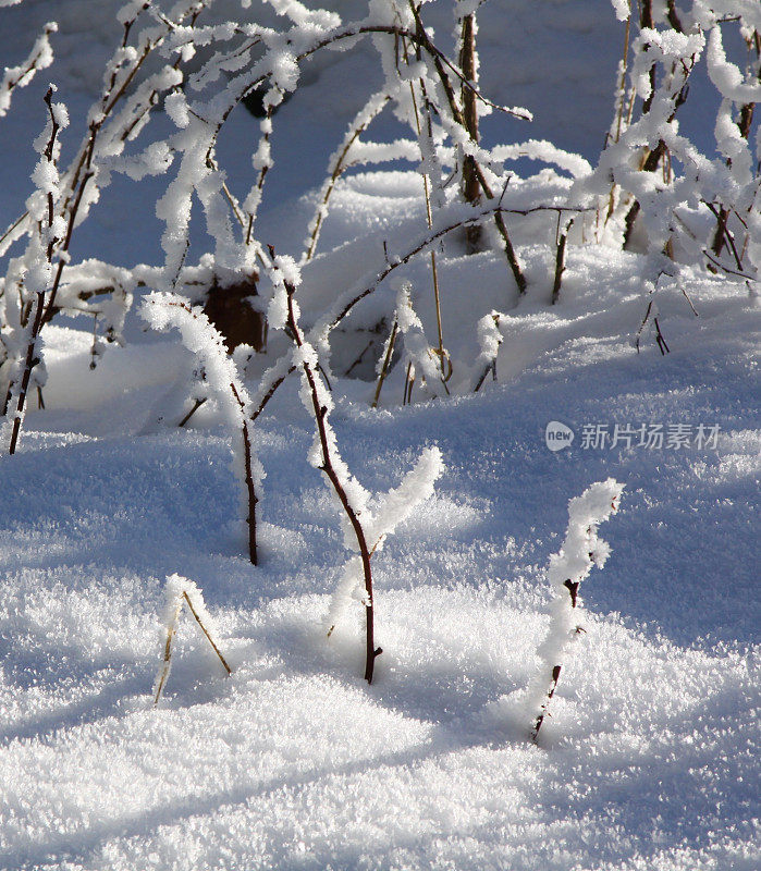 新鲜的雪微妙地平衡在树枝上