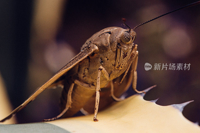 蝉科(Cicadidae)微距摄影。