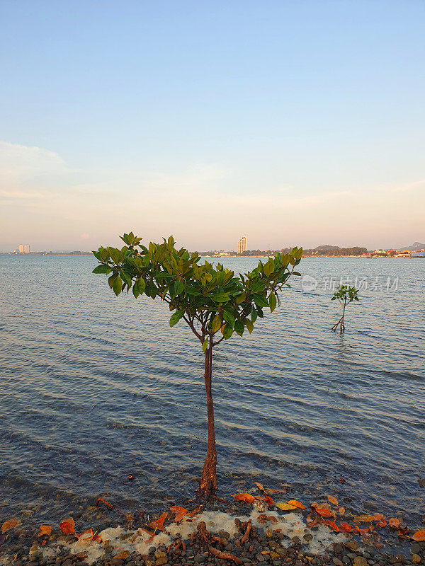 海洋和红树林