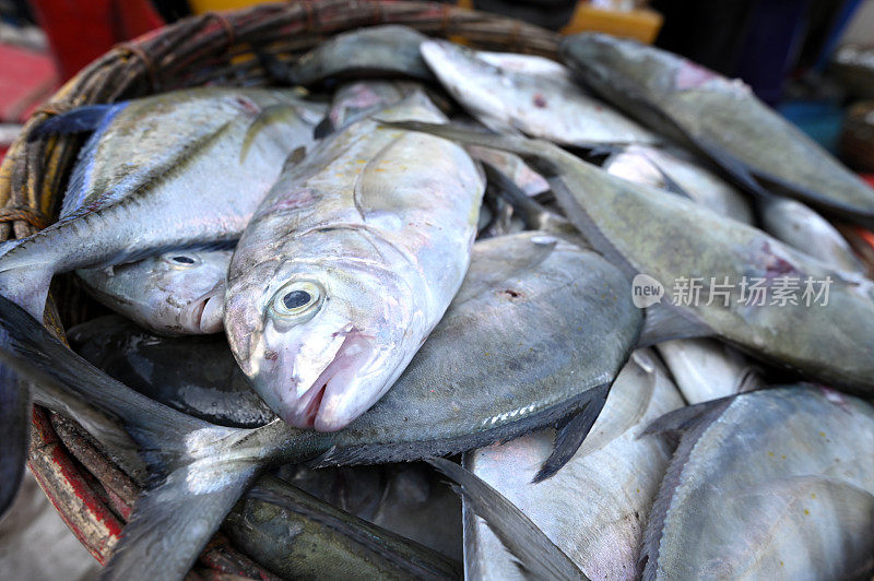 大眼鲷鲹