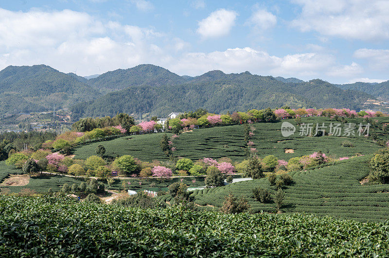 山谷里的茶园种满了樱花