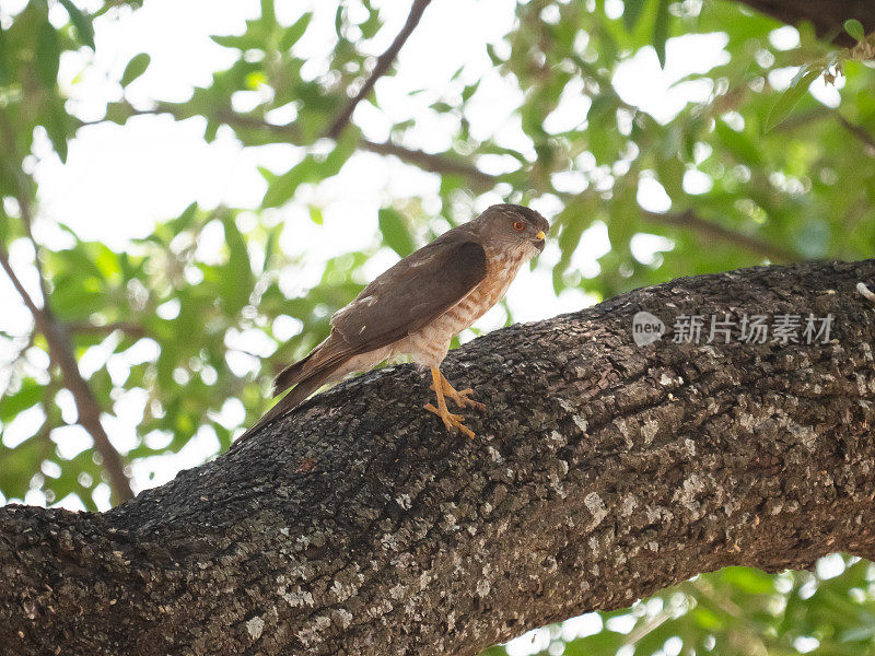 Shikra（鹰）