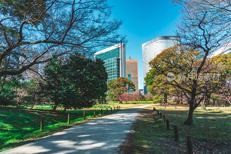 日本东京大都会日比谷公园的盆景树