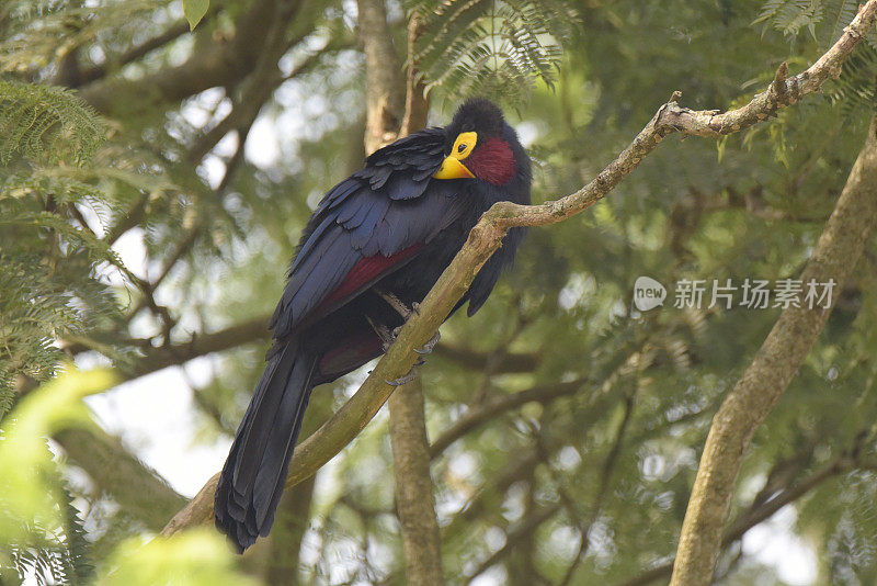 罗斯的Turaco