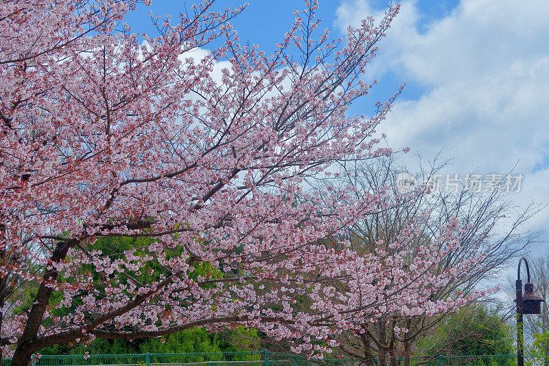 东京住宅区樱花盛开