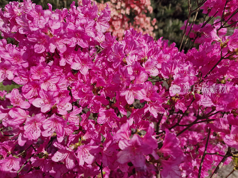波兰科学院植物园里令人惊叹的春花色彩