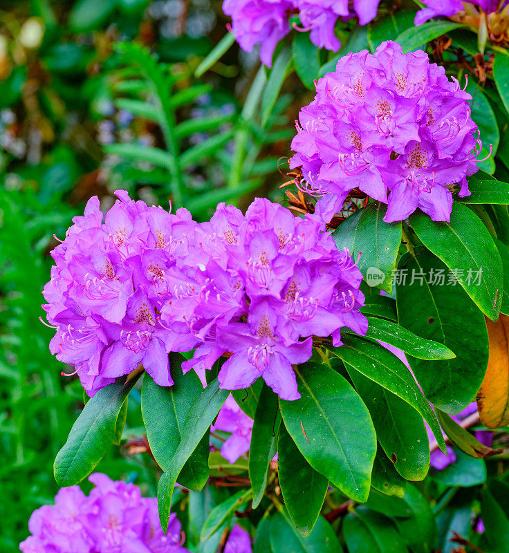 用中画幅相机在我的花园里拍摄的紫色杜鹃花的超清晰照片
