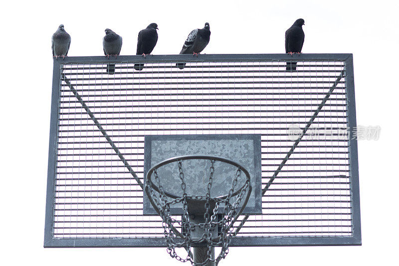 篮球板上的鸽子