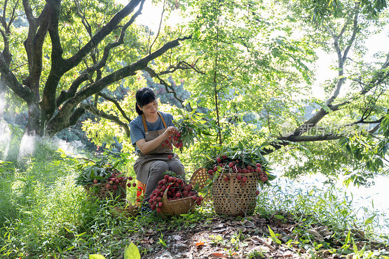 一个女人正在果园里摘荔枝