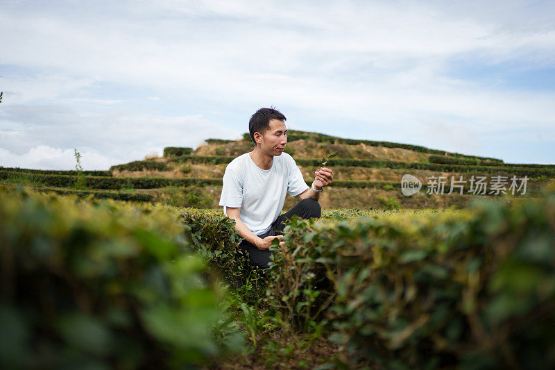 男子检查茶叶质量