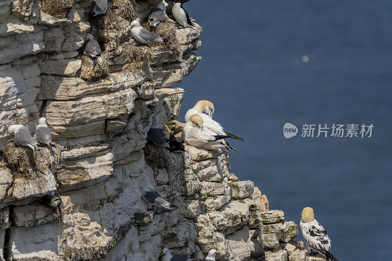在汉普顿悬崖上的剃刀鸟，三趾鸥，塘鹅和海鸠