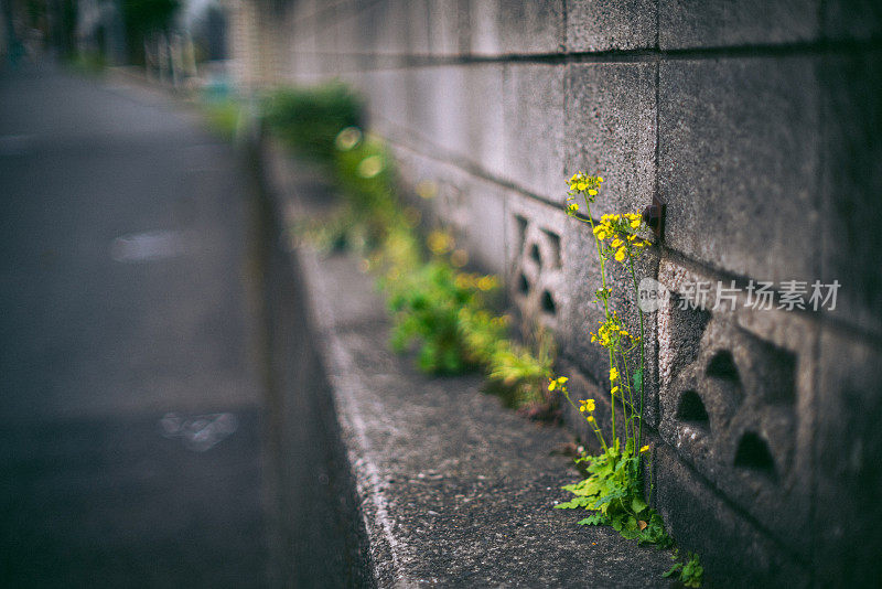 一朵无名的小花盛开在东京一个住宅区的角落里。