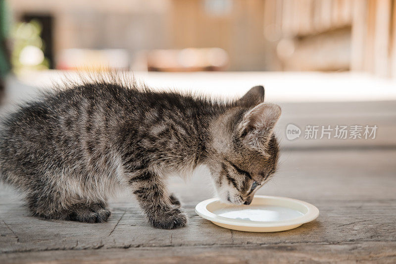 无家可归的小猫从碟子里喝牛奶。照顾流浪动物。