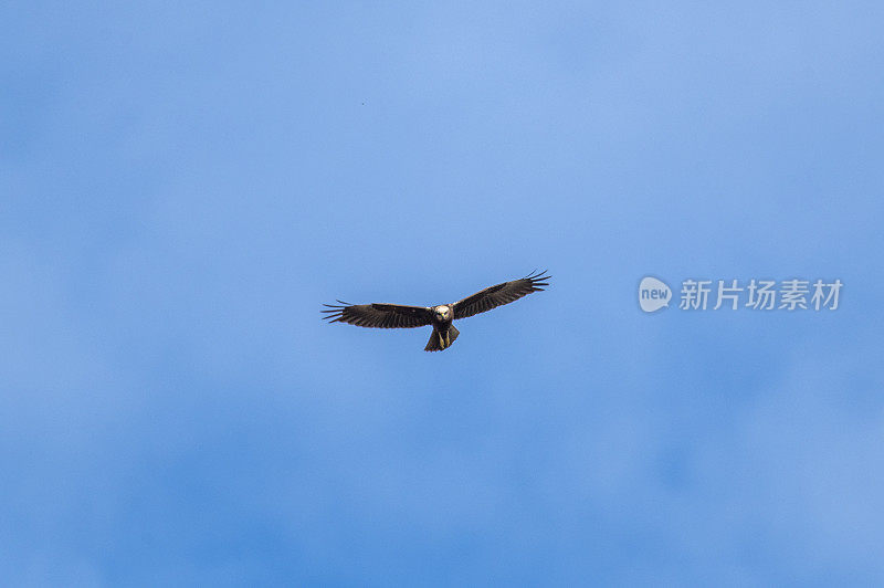 西部沼泽鹞在天空中高高地飞翔