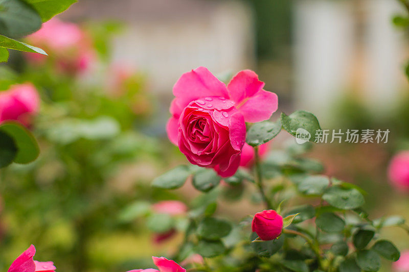 红玫瑰背景。夏天的花园。园艺