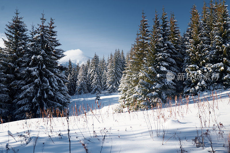 冬天的风景。冬季山上的雪景。喀尔巴阡山脉，乌克兰