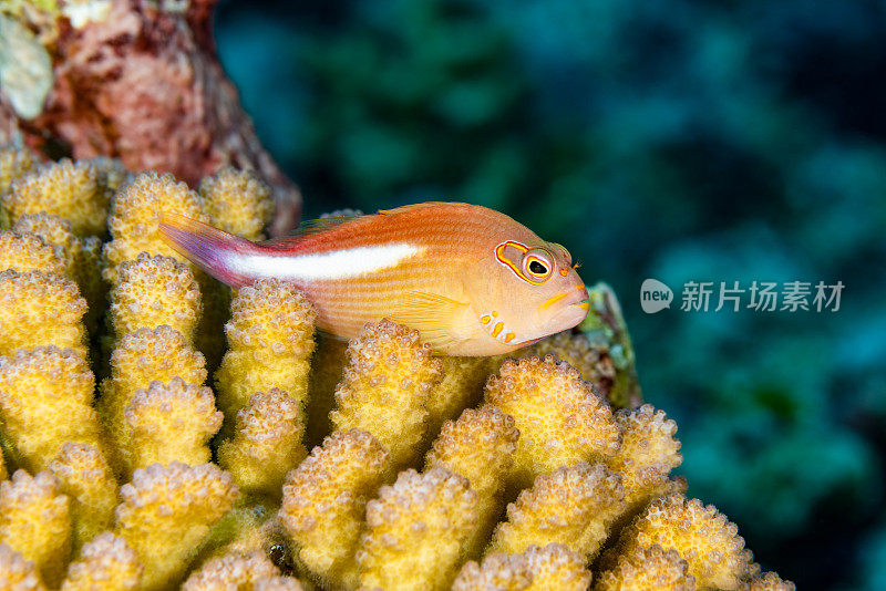在分枝珊瑚上的弧眼鹰鱼，印度尼西亚，Run岛