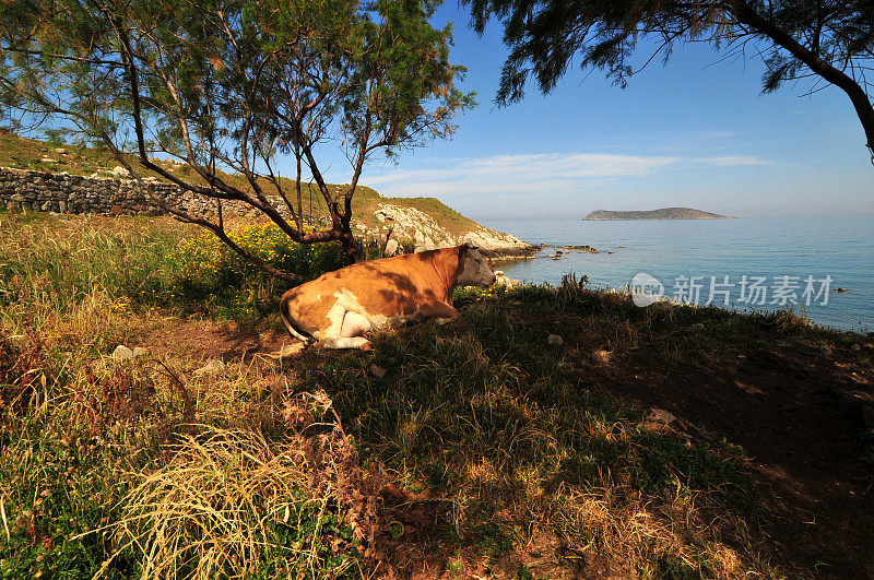 海滩草地上的奶牛