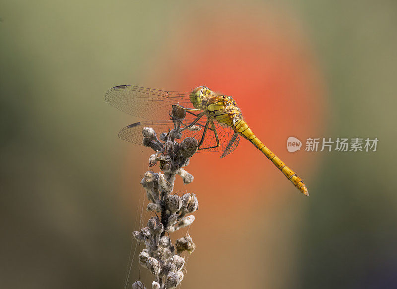 普通蜻蜓