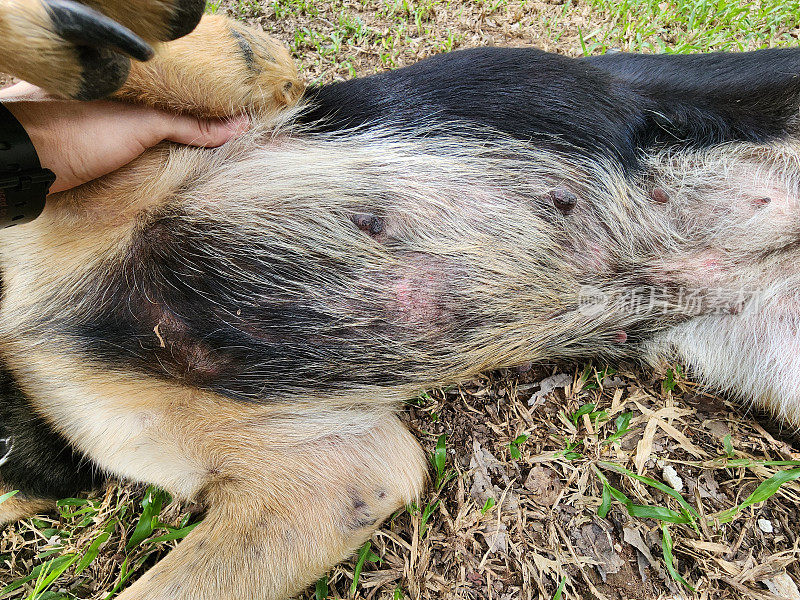 蠕形螨或蠕形螨是一种发生在狗、猫和毛皮动物身上的皮肤病。它的特点是脱发，皮肤发红，瘙痒，有时伤口出血。