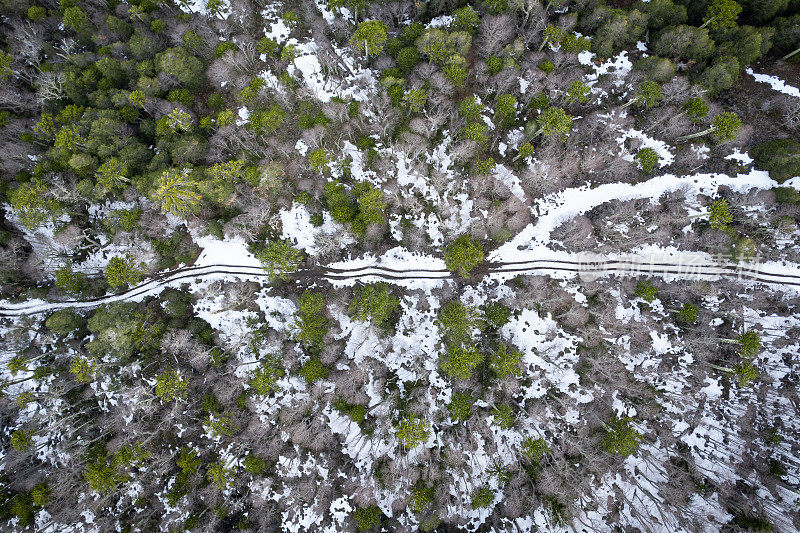 穿越巴塔哥尼亚阿劳卡利亚森林的雪道