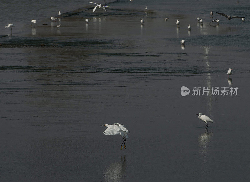 在金色的晨光中飞翔